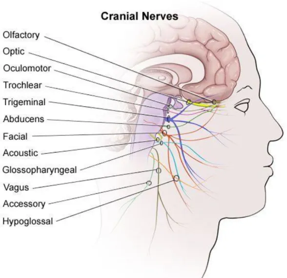 Figure 4 : Schéma des paires de nerfs crâniens