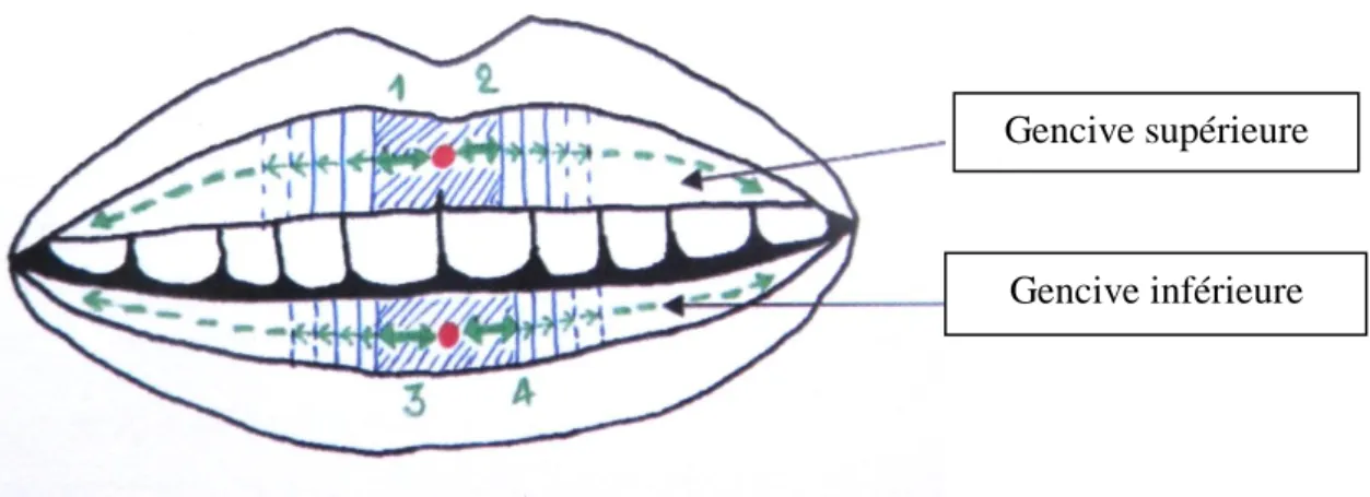 Figure 5 : Schéma des stimulations sur les gencives supérieure et inférieure Gencive supérieure 