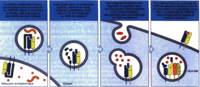 Figure 1.5 Assemblage du CMH de classe II et chargement des peptides 