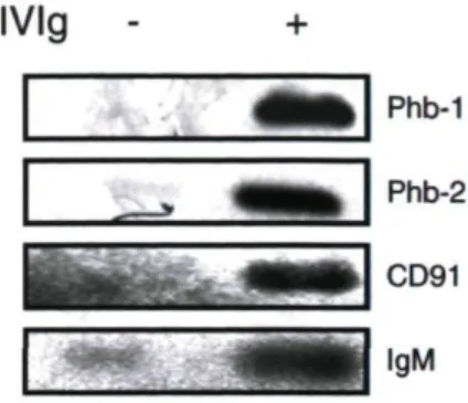 Figure 2.1 Confirmation of the LC/MS identified proteins by Western blot 