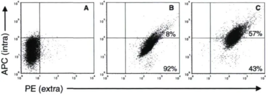 Figure 2.3 IVIg are spontaneously internalized in RPMI 8226 cells 