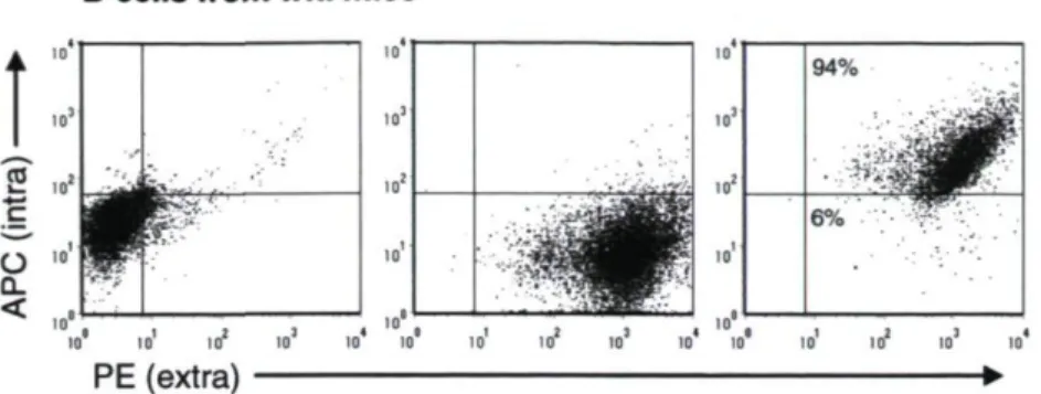 Figure 2.4 IVIg are internalized following an FcyR- and BCR-independent pathway 