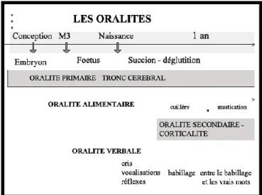 Figure 1 : Les oralités, d'après «Orthophonie et oralité» (Thibault, 2007) 