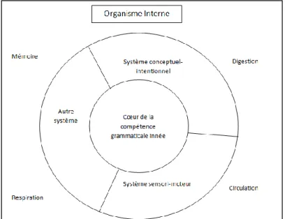 Figure 3 : Modèle des liens entre les différents systèmes du langage d'après Hauser et  Chomsky 