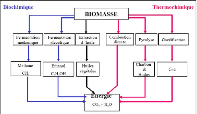 Figure 2.5   Principales options de transformation de la biomasse algale  (Blin,  2007)