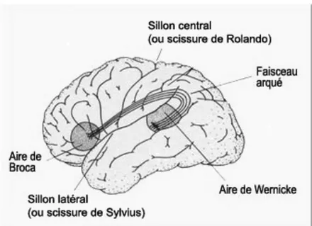 Figure 3: Aires corticales de Broca et de Wernicke 