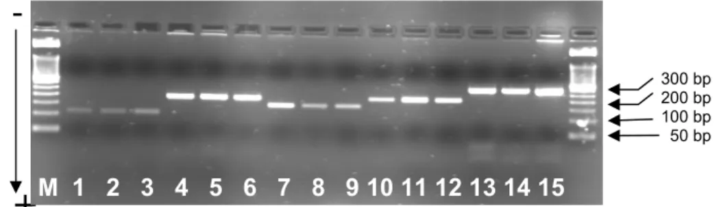 Figure 1. Electrophoretic separation of the 5 gGH exons amplified by PCR in a 2% (w/v)  agarose gel.