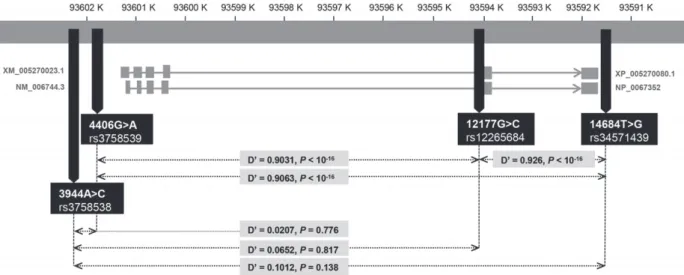 Fig. 1. Linkage disequilibrium between retinol-binding protein 4 single nucleotide polymorphism (RBP4 SNP) pairs, evaluated via the Lewontin’s standardized coefficient D  