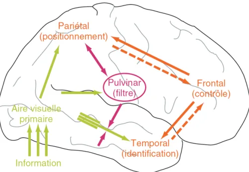 Figure 7 : Modèle de Laberge issu de Eustache et al. 2008 : « Le système attentionnel (contrôle  frontal) permet de filtrer (grâce au pulvinar) l’information qui sera identifiée ».
