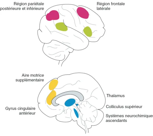 Figure  8 :  issue  de  Eustache  et  al.  2008 :  « régions  cérébrales  impliquées  dans  l’attention