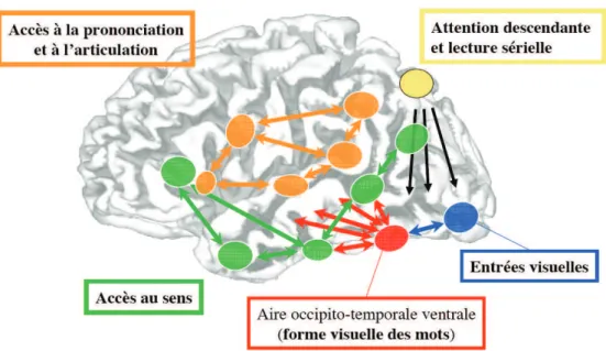 Figure 11 : « Plusieurs routes de lecture » issue de Dehaene, 2007. 