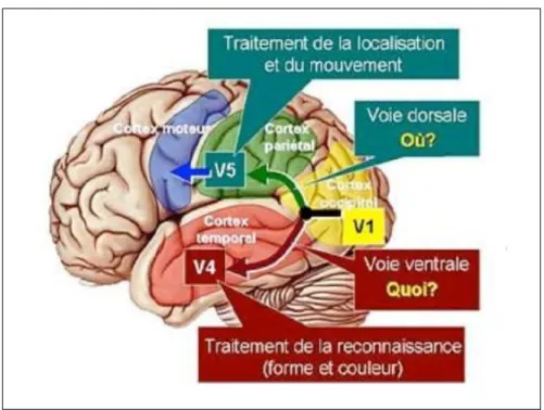 Figure 3 : Trajet de la voie ventrale et de la voie dorsale (Kolb et Whishaw, 2002) 