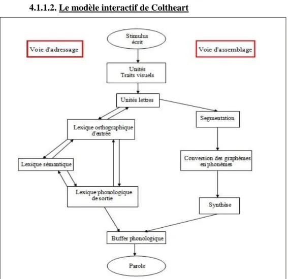 Figure 4 : Modèle en cascade de reconnaissance du mot (DRC) (Coltheart et coll., 2001) 