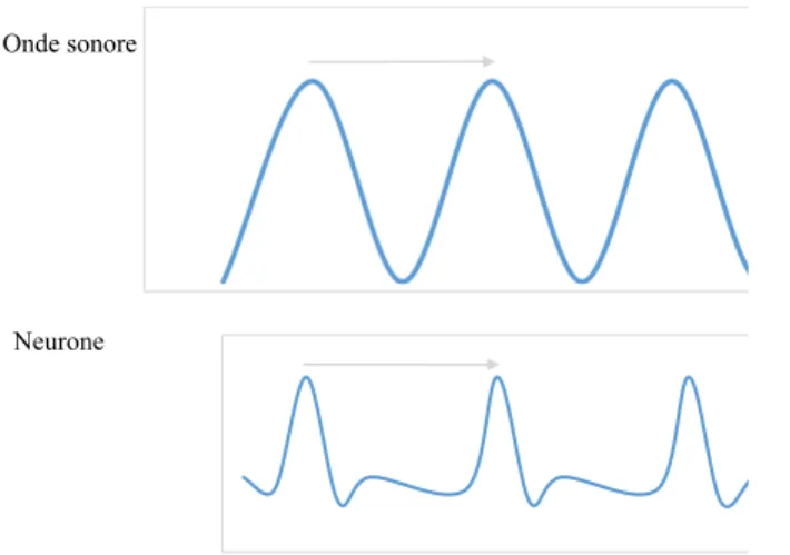 Figure 3 : Verrouillage de phase : synchronisation des potentiels  d’action avec la période de l’onde sonore entrante