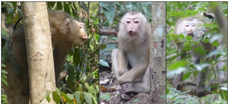 Fig. 5. Adult males (left and right pictures) and a juvenile male (central picture) from the Sakaerat troop performing puckering behaviour.