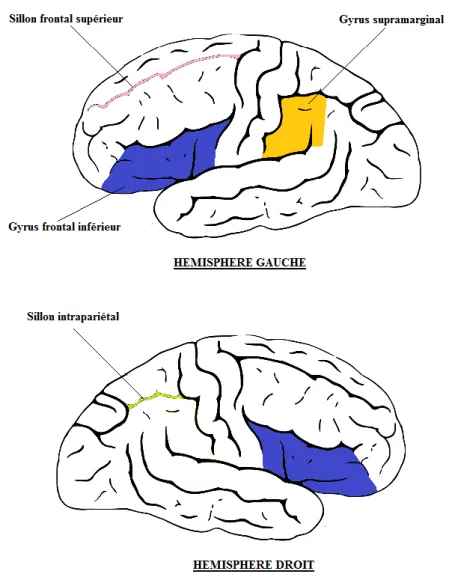 Figure 2 : vues latérales du cerveau - zones communes activées en cas de trouble de la  mémoire de travail et de dyscalculie  