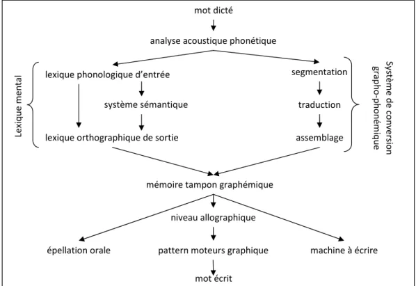 Figure 1 : Modèle à double voie dans la production de langage écrit,  par Mousty &amp; Alegria (1996) 