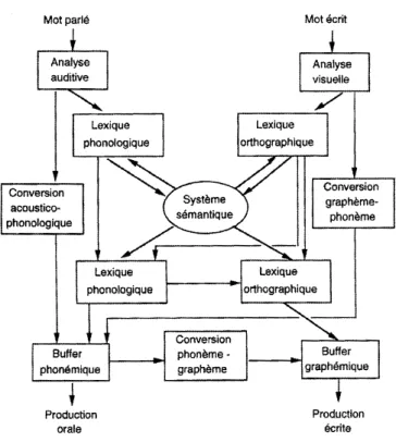 Figure 2 : Modèle à double voie de lecture et d’écriture,  adapté de Patterson &amp; Shewell (1987) 