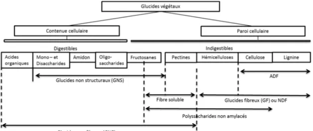 Figure 2.6 Représentation schématique de la classification des glucides végétaux. 