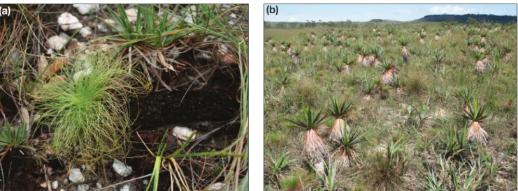 Figure 3. (a) Persistent charred stem of a graminoid (Bulbostylis paradoxa) and (b) old stems of Vellozia variabilis in highland grasslands in Brazil.