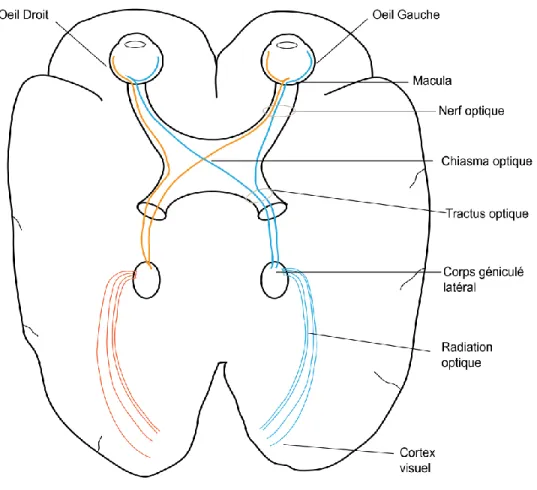 Figure 1.1 Représentation schématique du chemin visuel dans le cerveau, adapté de (Snell et  LEMP MA, 1997)