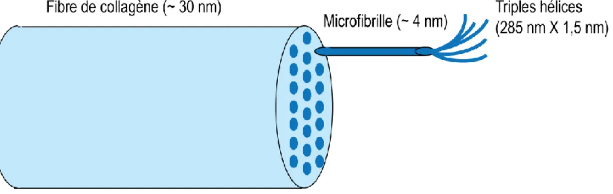 Figure  1.4  Représentation  de  la  structure  d'une  fibrille  de  collagène  adapté  de  (Meek MK  et  Knupp C, 2015)