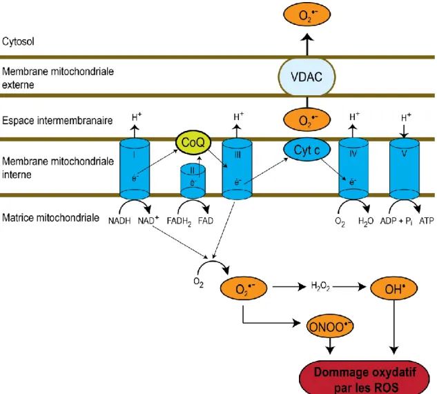 Figure  1.8  Représentation  schématique  de  la  production  de  superoxydes  par  la  chaîne  de  transport  d'électrons  mitochondriale  adaptée  de  (Jornayvaz  FR  et  al.,  2010)