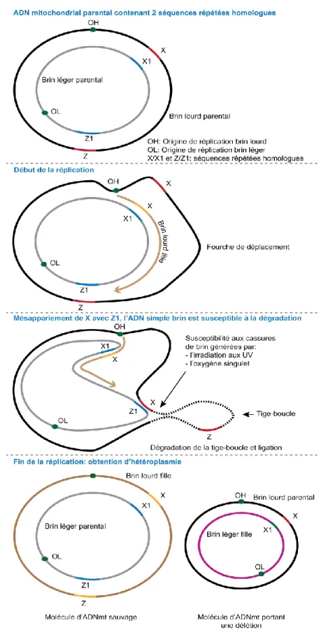 Figure 1.10 Schéma du modèle théorique de délétion mitochondriale, adapté de (Piceathly et 