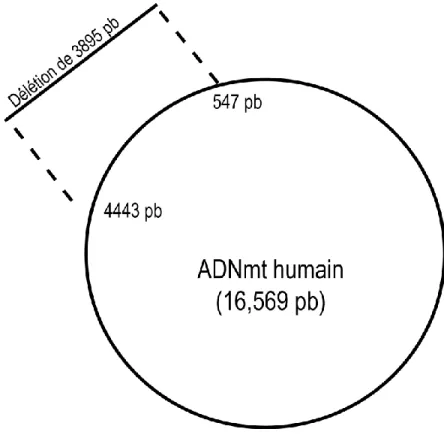 Figure 1.13 Schéma de l'ADNmt représentant la délétion de 3895 pb. 