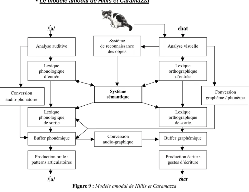 Figure 9 : Modèle amodal de Hillis et Caramazza 