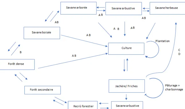 Figure 7 - Modèle d'états et de transition entre les faciès d'habitats proposé pour les sols profonds bien drainés 