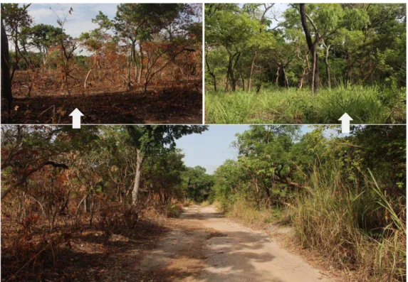 Figure 8 - Influence des feux de brousse sur la végétation (Faranah,Haute-Guinée, mai 2018, après les  premières pluies) 