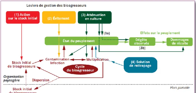 Figure 7 : Etapes à suivre au cours du stage – Methodological framework of the internship 