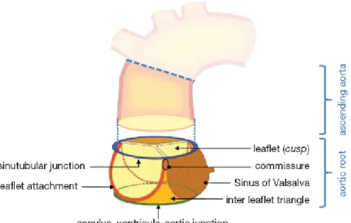 Figure 1-3 Schéma de la racine aortique et de ses différentes composantes   Tiré de : (16)  