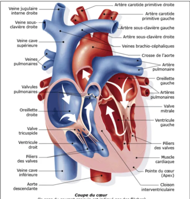 Figure 1 : Coupe schématique du cœur présentant les quatre cavités, les quatre  valves, les artères, les veines et le sens de circulation de sang (Source : ©  Sanofi-Aventis, Sophie Jacopin, 2006)