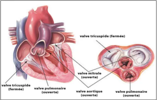 Figure 2 : Les quatre valves cardiaques. La valve tricuspide et la valve mitrale  sont des valves auriculo-ventriculaires séparant l’oreillette du ventricule