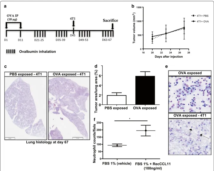 Fig. 1  Inflammation generated by OVA challenge induces tumor cell dissemination to the lung parenchyma (n = 8/group)