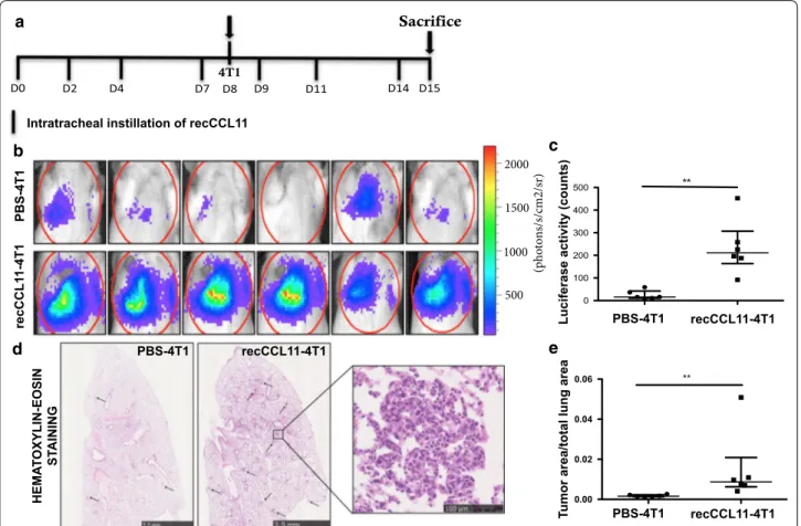 Fig. 2  Intratracheal injection of CCL11 recombinant (recCCL11) induces 4T1 tumor cell migration to lung tissue (n = 6/group)