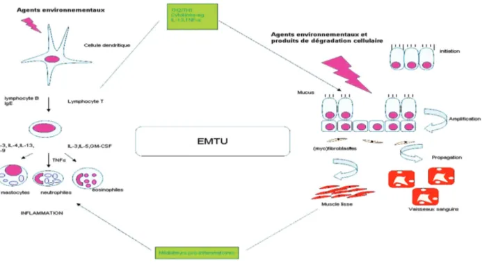 Figure 1. Réponse inflammatoire et remodelage dans l’asthme avec activation de l’EMTU (Epithelial Mesenchymal Trophic Unit).