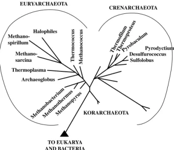 FIG. 6.1. Tree of Life: Archaea.