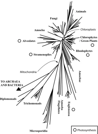 FIG. 6.3. Tree of Life: Eukarya.