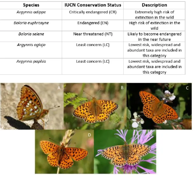 Table 1: Conservation status of the butterfly species studied here (Fox et al., 2011).