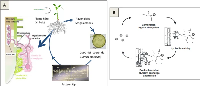 Figure 1 : Schématisation de l’établissement de la symbiose mycorhizienne (A) et du cycle de vie des CMA ((B), modifié d’après Akiyama, 2007) Flavonoïdes 