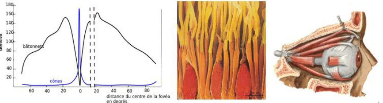 Figure  9.  Gauche  :  Répartition  des  cellules  photochimiques  rétinienne.  Dans  la  région  de  la  fovéa,  il  existe  une  unique  représentation des cônes, la cellule responsable de la vision colorimétrique diurne