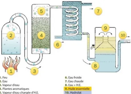 Figure 16 : entraînement à la vapeur d'eau 