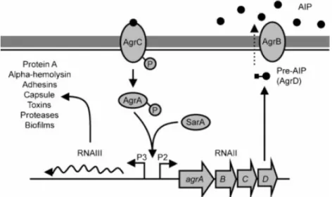 Figure 5: The accessory gene regulator (agr) quorum sensing system of S. aureus.  
