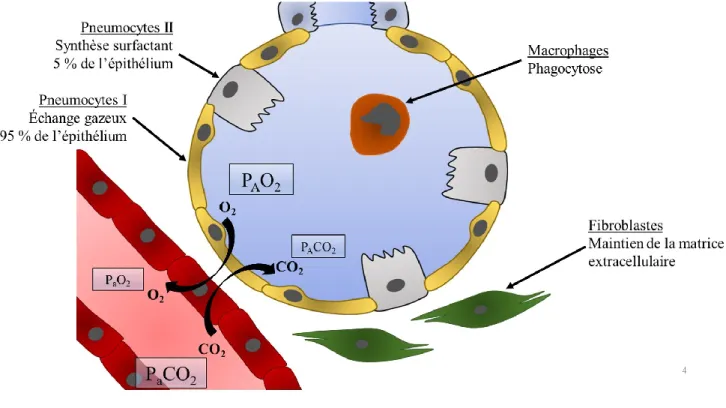 Figure 3 : Schéma d’un alvéole 