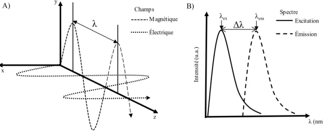 Figure 5 : Schématisation d’une onde électromagnétique et du déplacement de Stokes   A)  Représentation  des  champs  magnétique  et  électrique  qui  oscillent  de  façon  perpendiculaire  l’un  par  rapport  à  l’autre  selon  une  λ