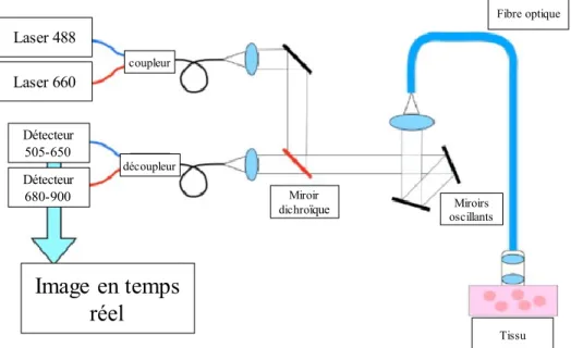 Figure 7 : Schéma optique du CellVizio® 