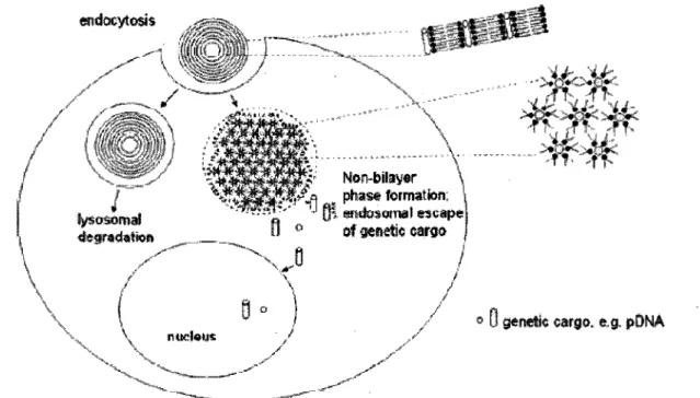 Figure 7.  Prise en charge cellulaire d'un complexe de lipides cationiques  par endocytose